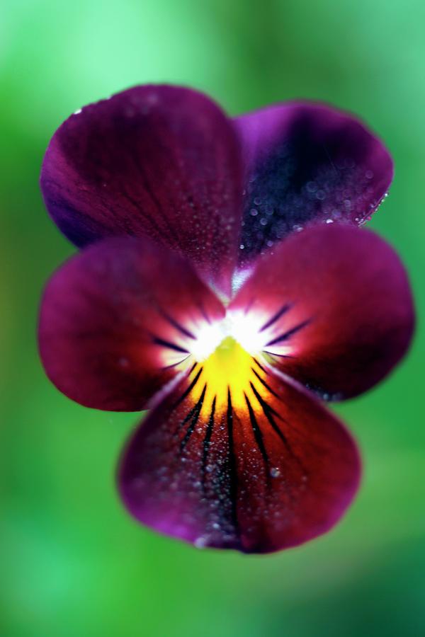 Dark Purple Wild Pansy With Yellow Centre Photograph by Angelica Linnhoff