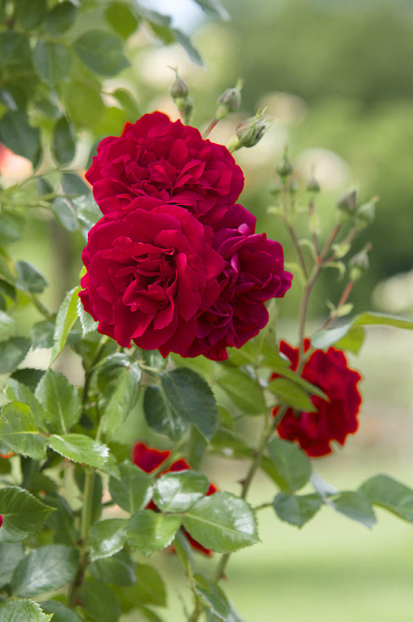 Dark Red Rose Fugue Photograph by Jenny Rainbow