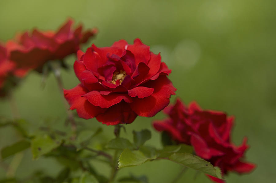 Dark Red Roses Fugue Photograph by Jenny Rainbow