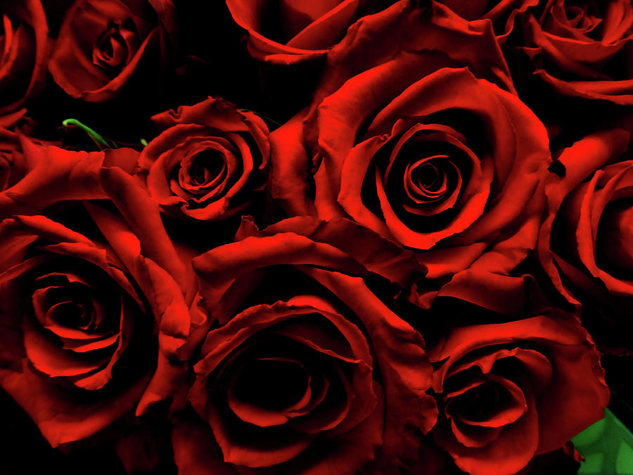 Dark Red Roses By Heather Paich
