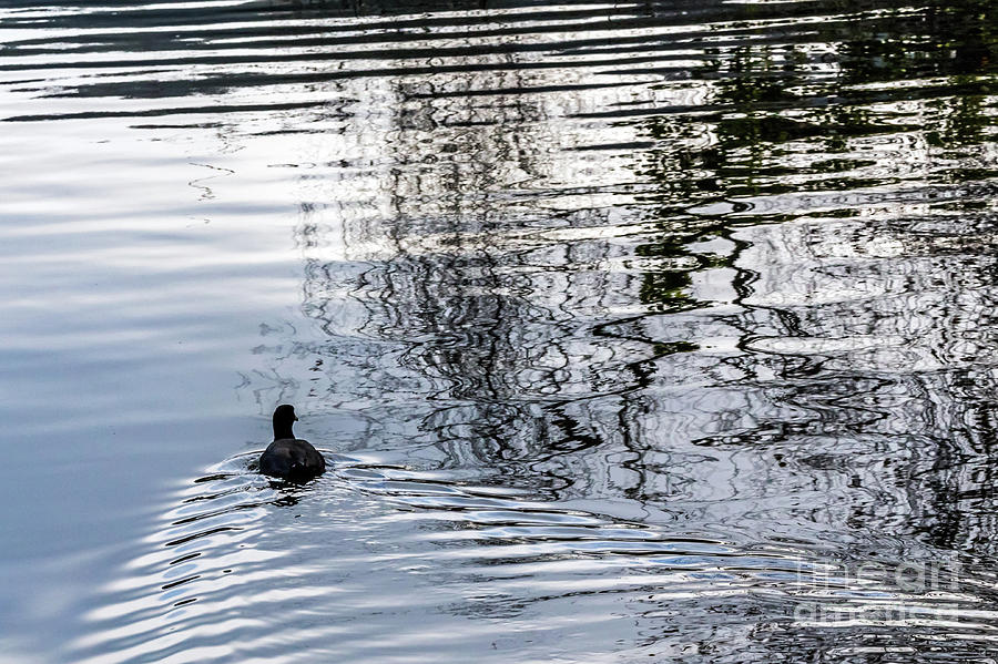 Dark Ripples Photograph by Kate Brown