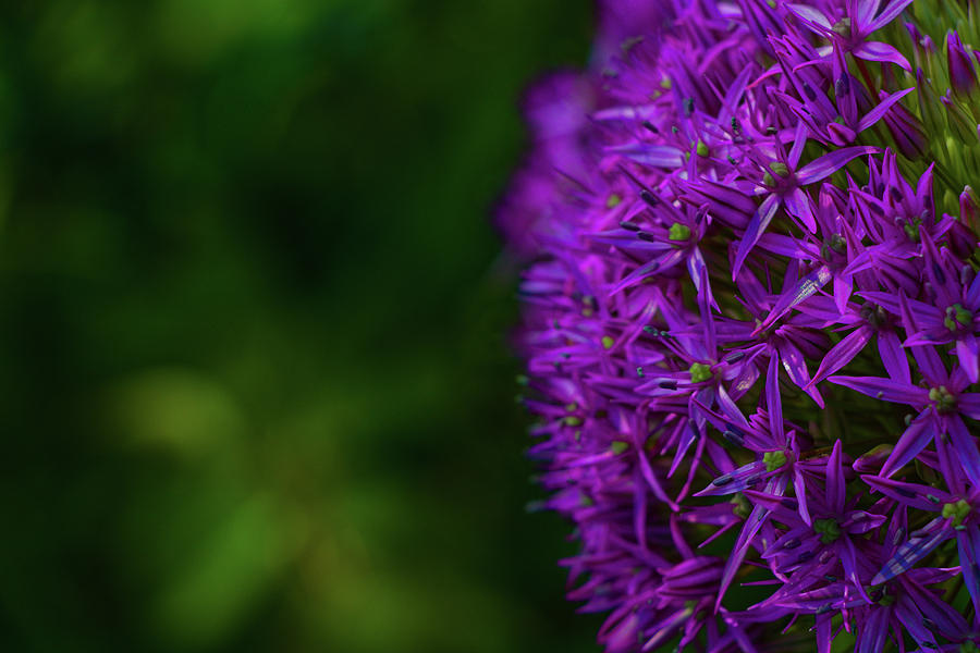 Dark Saturated Purple Flower With Green Background Photograph by Kris Notaro