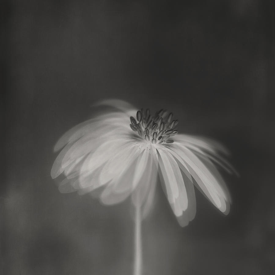 Flower Photograph - Dark Sepia by Lotte Grnkjr