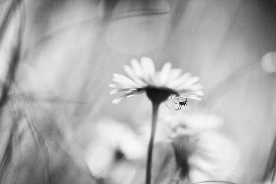 Spider Photograph - ...dark Side... by Pali Gerec