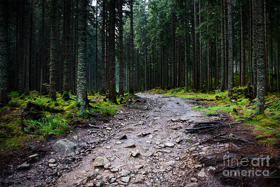 Dark Spruce Forest After Rain Photograph