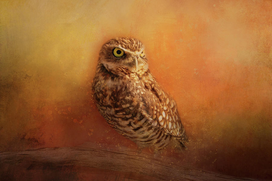 Dark Sunset Owl Digital Art by Terry Davis
