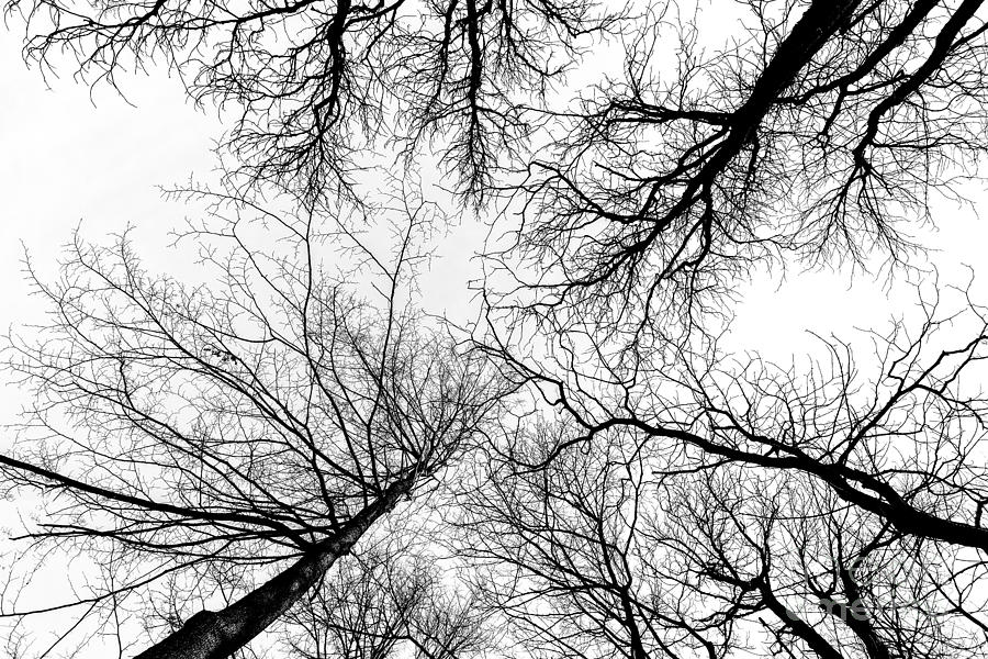 Dark tree branches Photograph by Wdnet Studio
