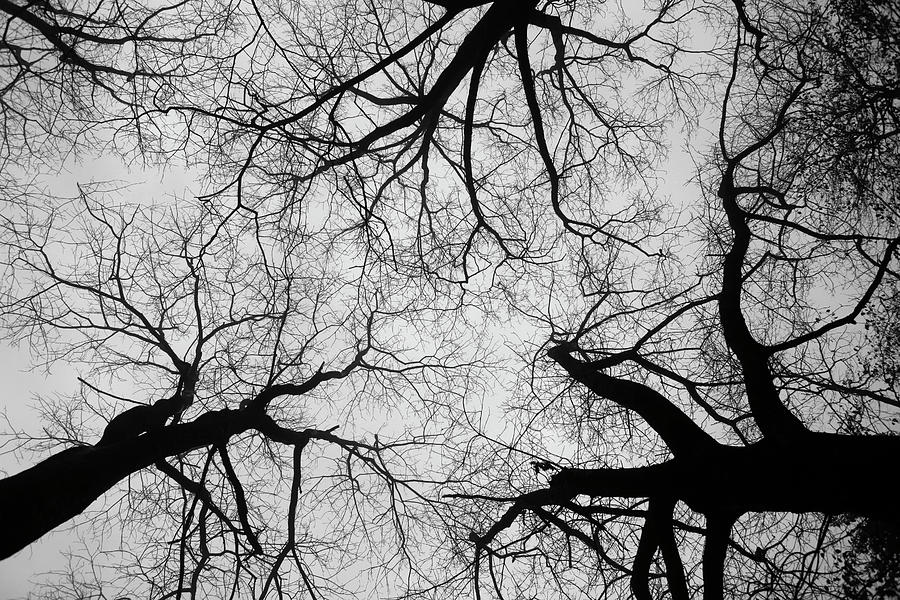 Dark Tree In Foggy Weather Photograph by Bertrand Demee