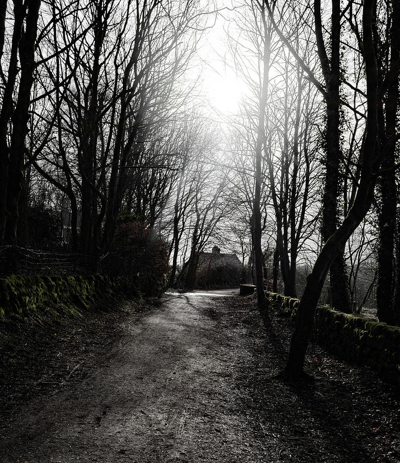 Dark Woods Photograph by Scott Lyons