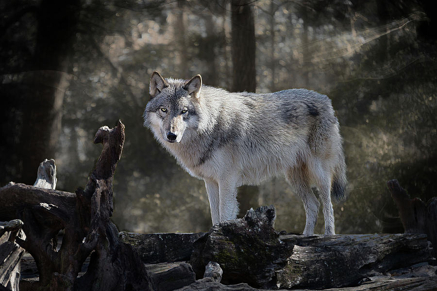 Dark Woods Wolf Photograph by Jeannee Gannuch