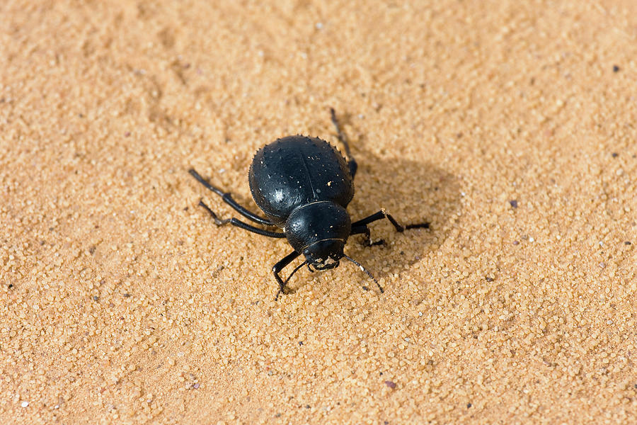 Darkling Beetle In The Libyan Desert, Libya, Sahara, North Africa