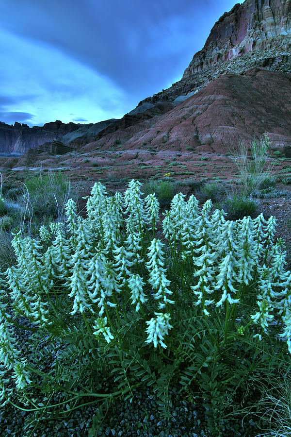Darkness Descends on Wildflowers in Capitol Reef Photograph by Ray Mathis