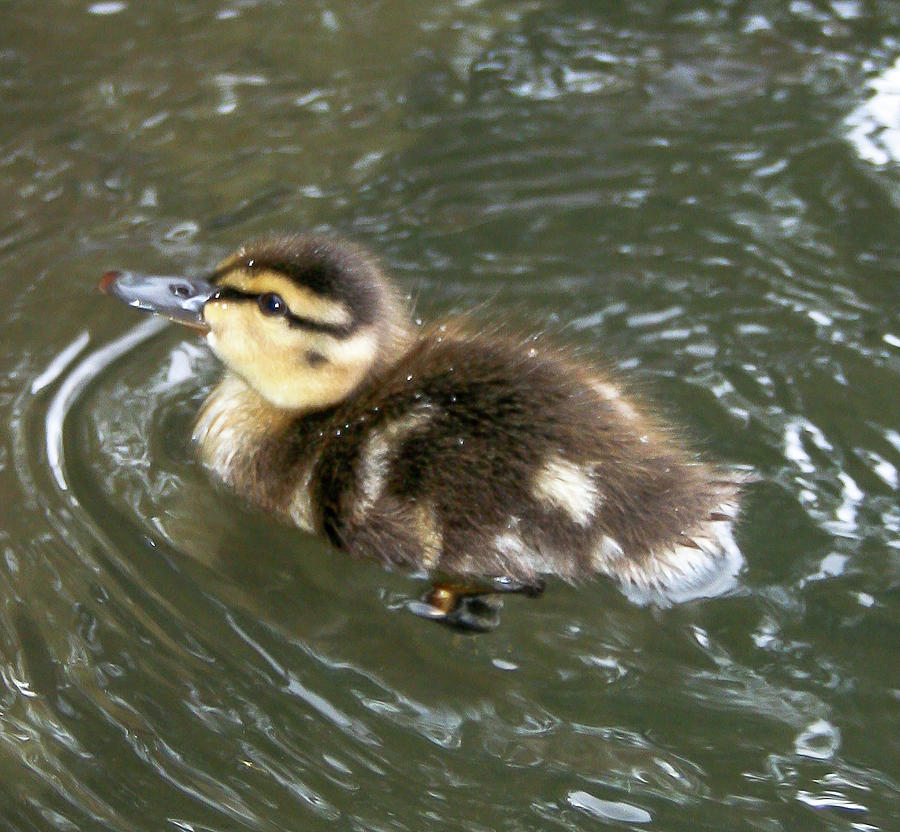 Darling Duckling Photograph by Amy Sorvillo - Fine Art America