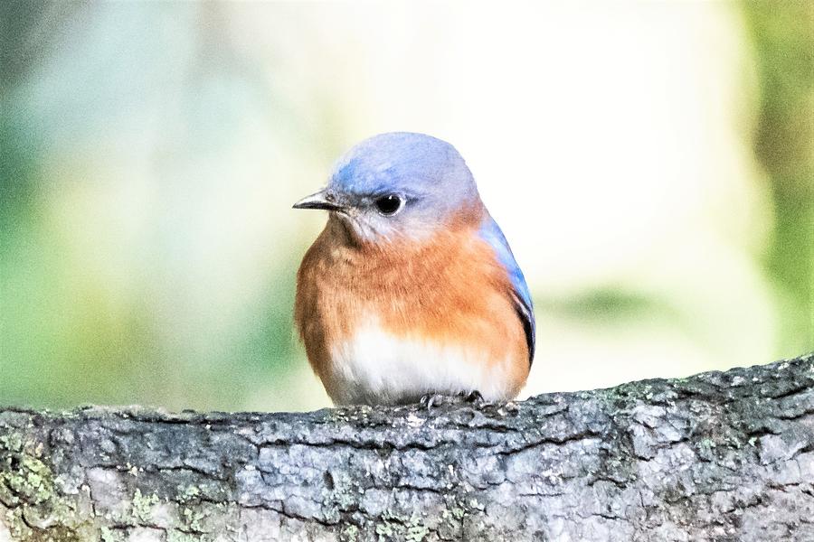 Darling Eastern Bluebird Photograph by Mary Ann Artz