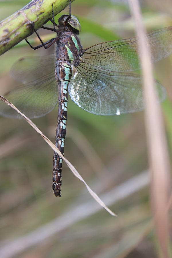 Dragonfly Photograph - Darner Dragonfly by Callen Harty Dragonfly Photograph - Darner Dragonfly by Callen Harty