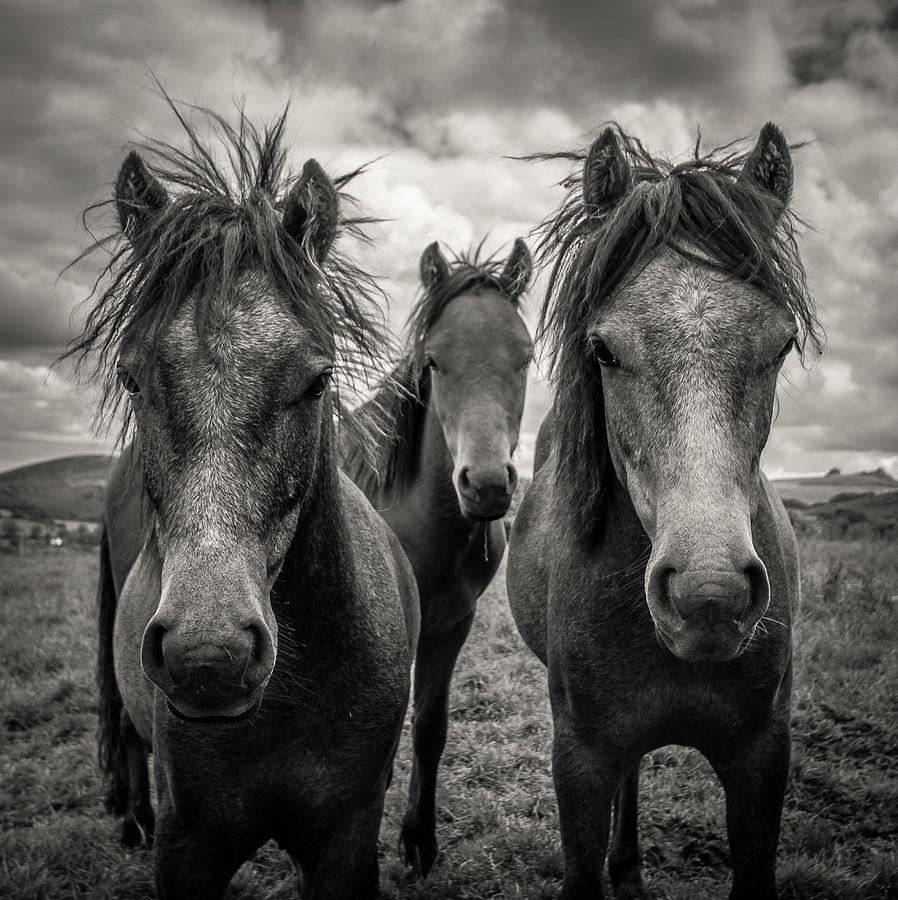 Dartmoor Ponies Photograph by Devon And Cornwall Photography Dartmoor Ponies Photograph by Devon And Cornwall Photography