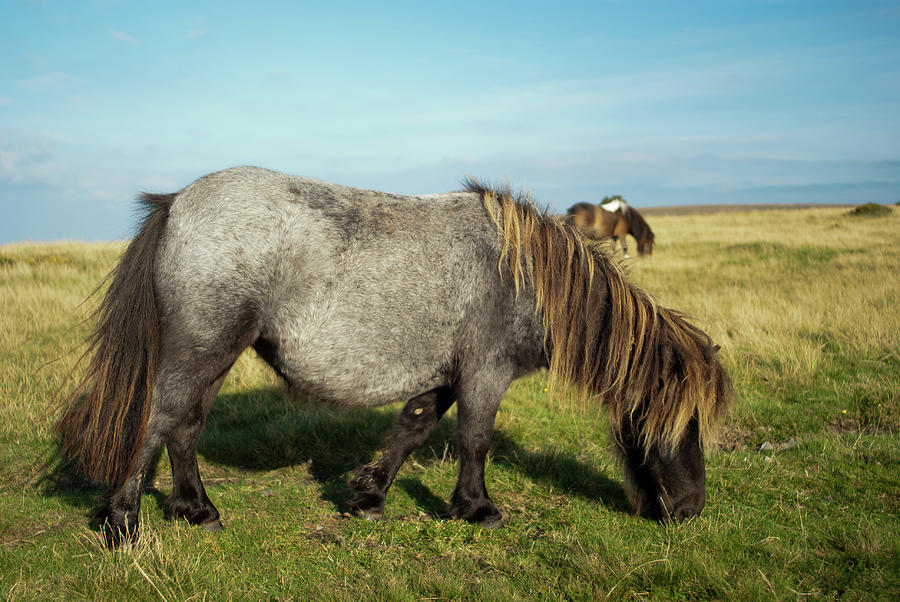 Dartmoor Pony Photograph by Asc Photography