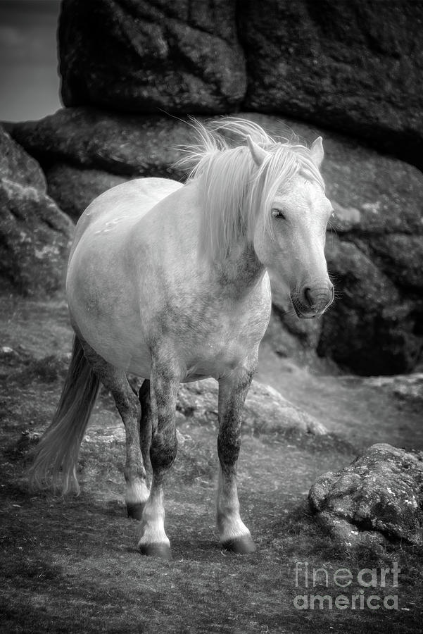 Dartmoor pony, black and white Photograph by Delphimages Photo Creations