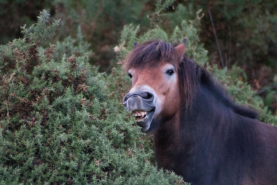 Dartmoor Pony Photograph