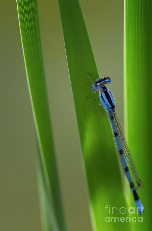 Dashing Damselfly on a Reed Photograph by Ruth Jolly