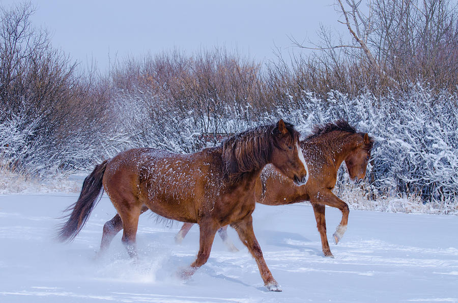 Dashing Through The Snow Photograph by C-dals (sue Fockner)