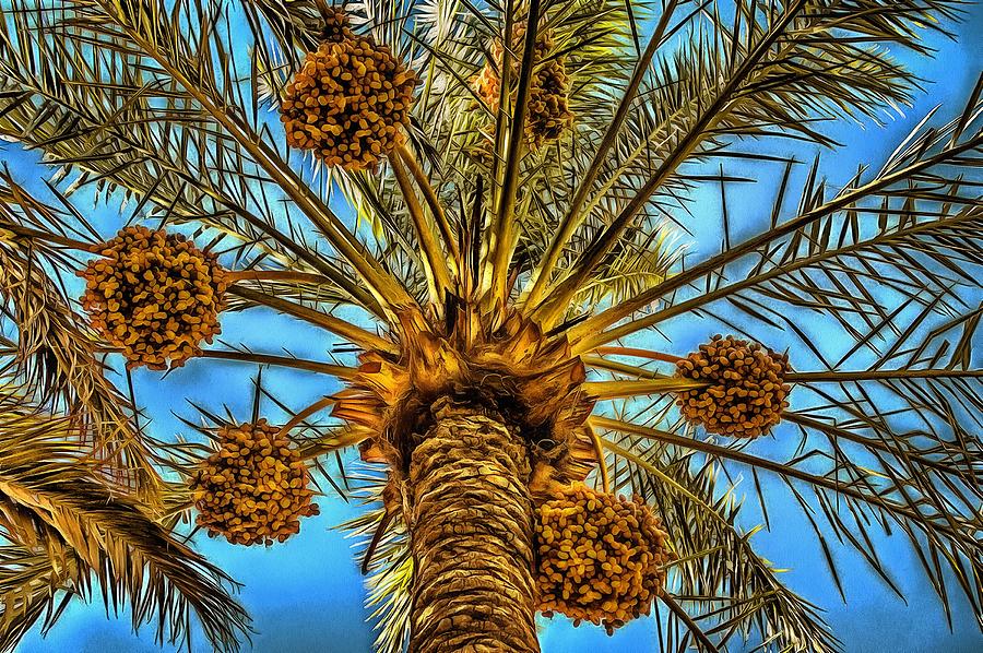 Date Palm Photograph by Chroma Photographer - Fine Art America