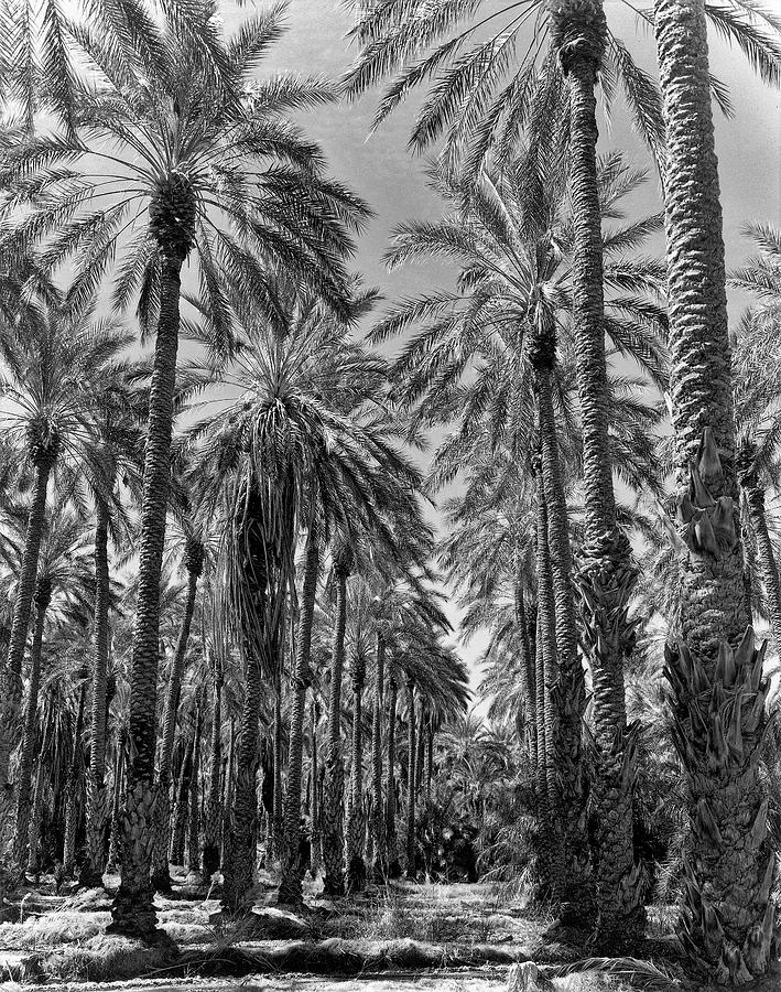 Date Palm Grove Photograph