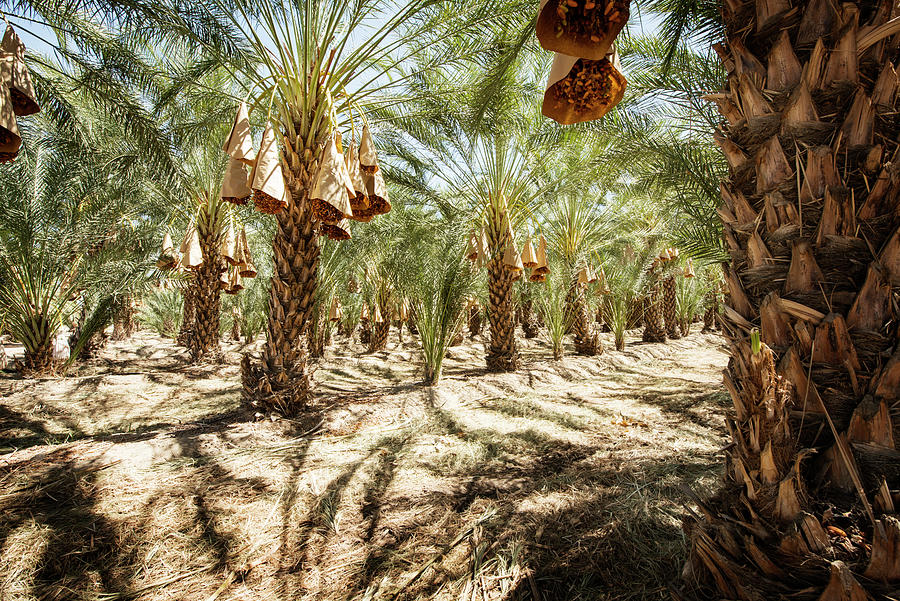 Date Palm Trees Growing On Field Photograph by Cavan Images | Fine Art ...