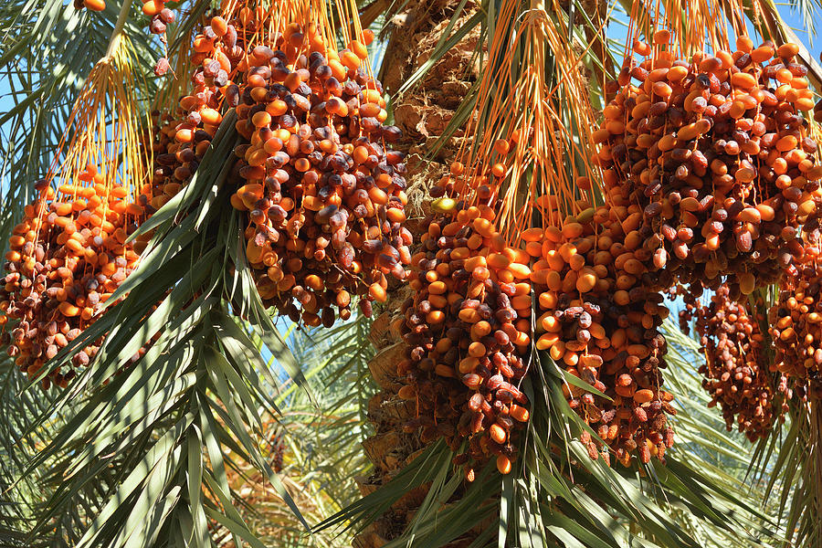 Date Palm With Fruit Photograph by Raimund Linke