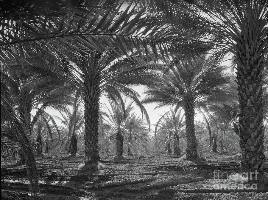 Date Palms, California, 1937 Photograph by Dorothea Lange