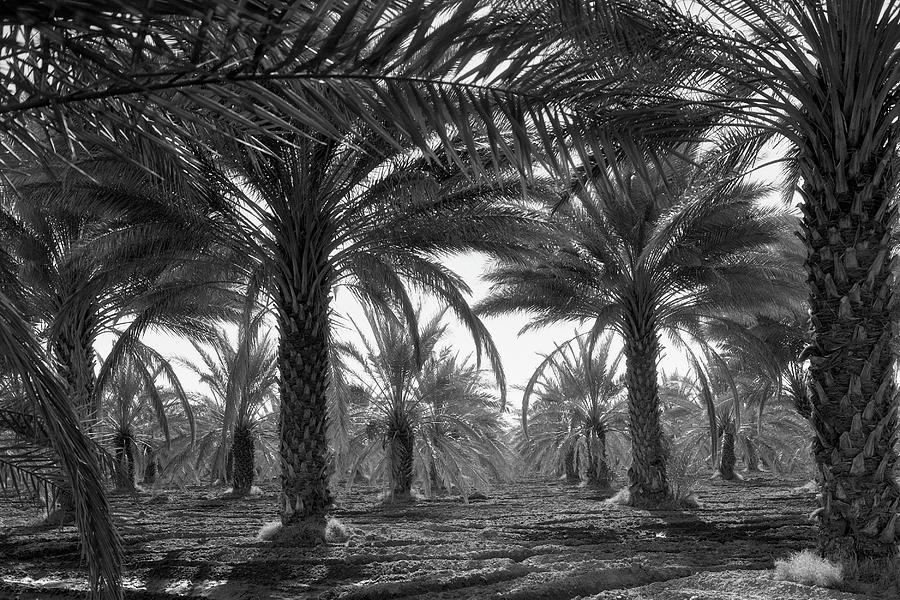 Date palms Painting by Dorothea Lange