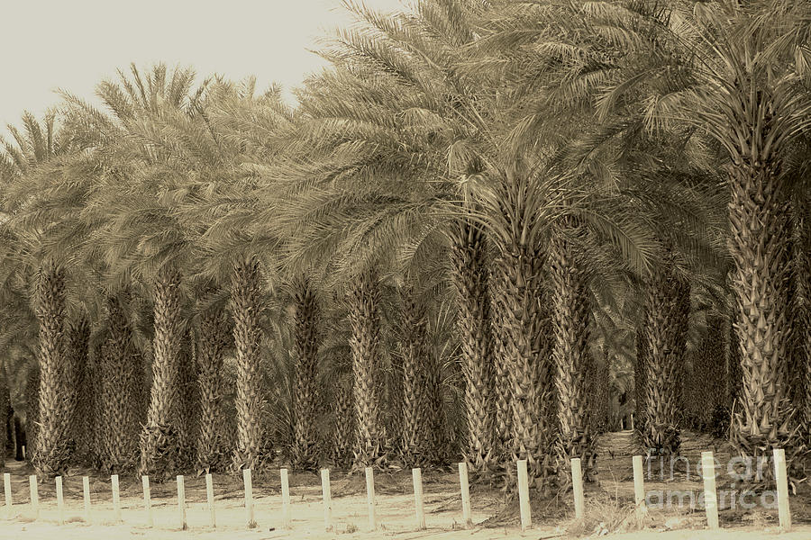 Date Palms Near Mecca California in Sepia Tones Photograph by Colleen Cornelius