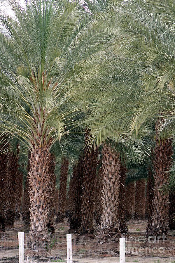 Date Palms Near Mecca California Portrait Photograph by Colleen Cornelius