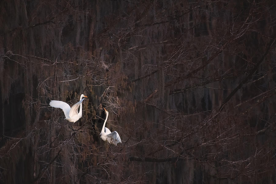 Wildlife Photograph - Dating by Ming Chen