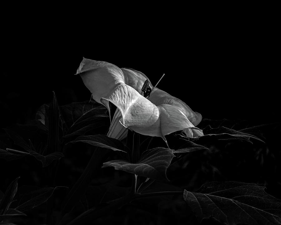 Datura and bee in black and white Photograph by Alessandra RC