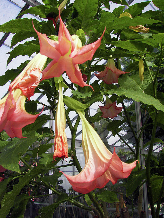Datura Floripondio by Toni Leland Datura Floripondio by Toni Leland