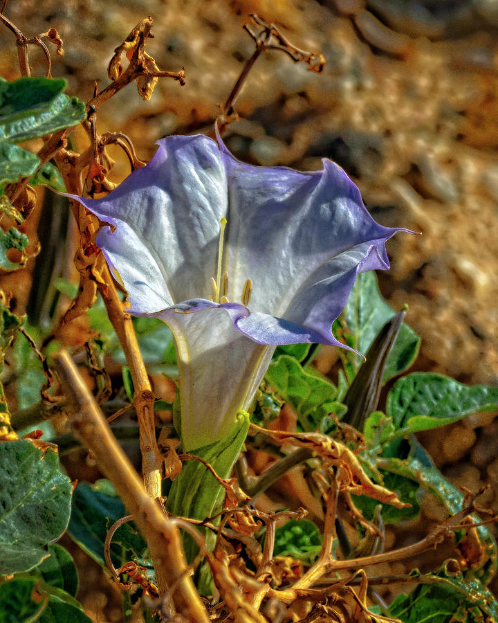 Datura Gimson Weed Photograph by Sandra Selle Rodriguez