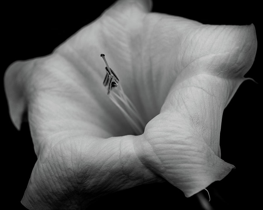 Datura in black and white Photograph by Alessandra RC