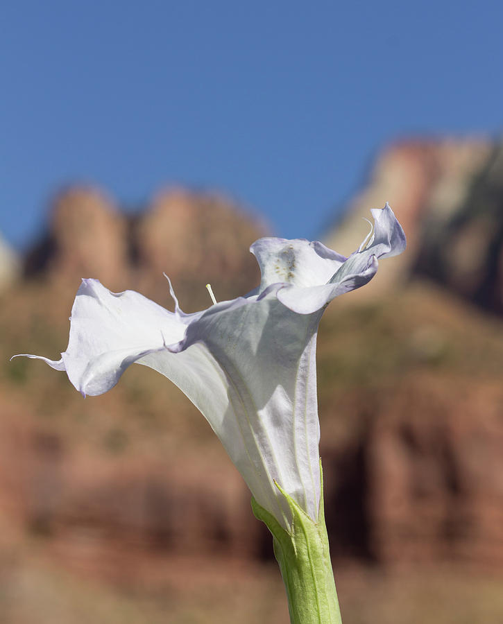 Datura in Zion Photograph by Jonathan Thompson