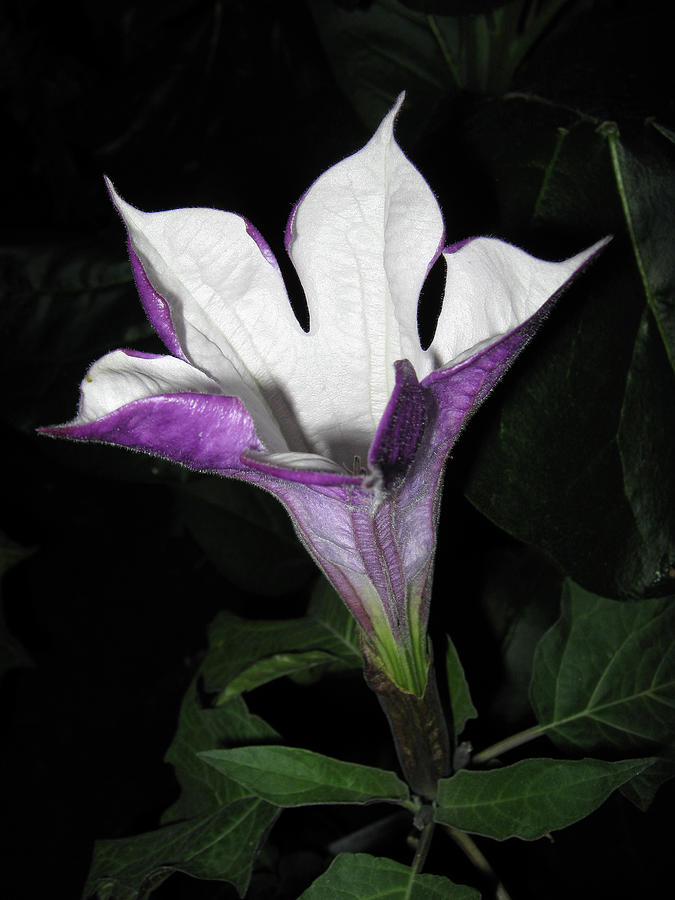 Datura Metel Photograph by Farmer Images