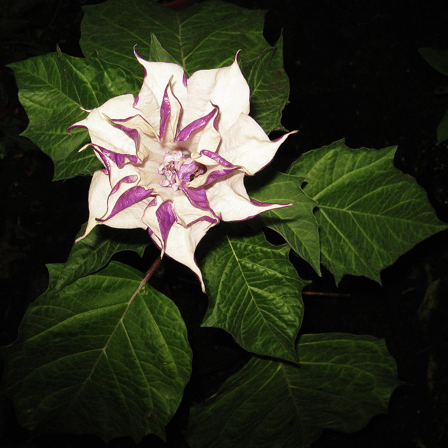 Datura Metel Indian Thorn Apple Photograph by Farmer Images