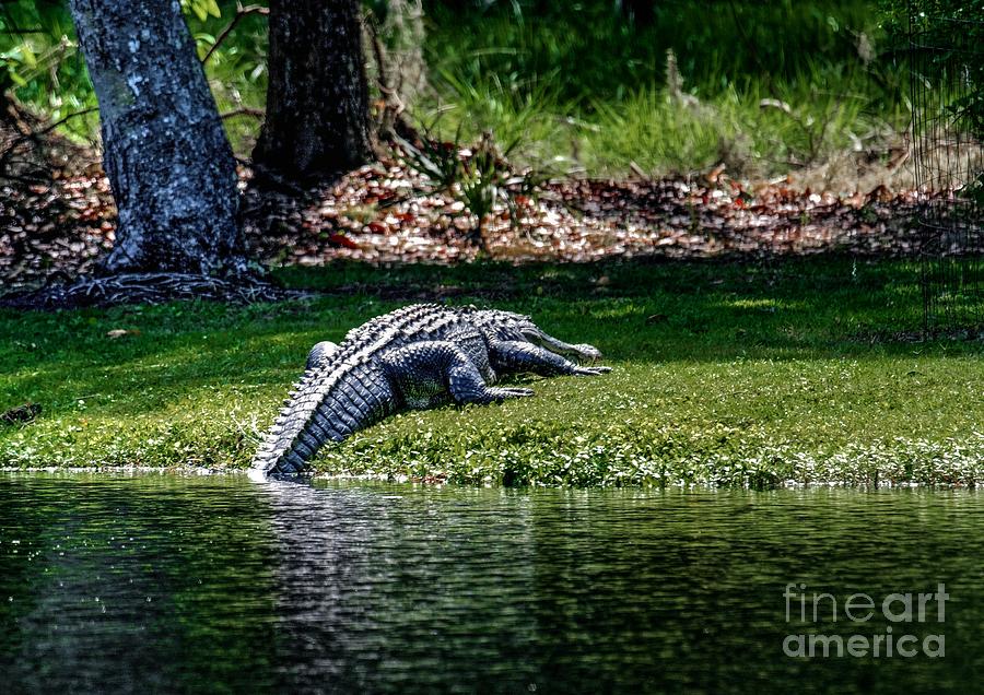 Daufuskie Alligator Photograph
