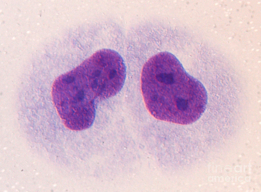 Daughter Cells After Mitosis Photograph by Dr. Juan F. Gimenez-abian / Science Photo Library