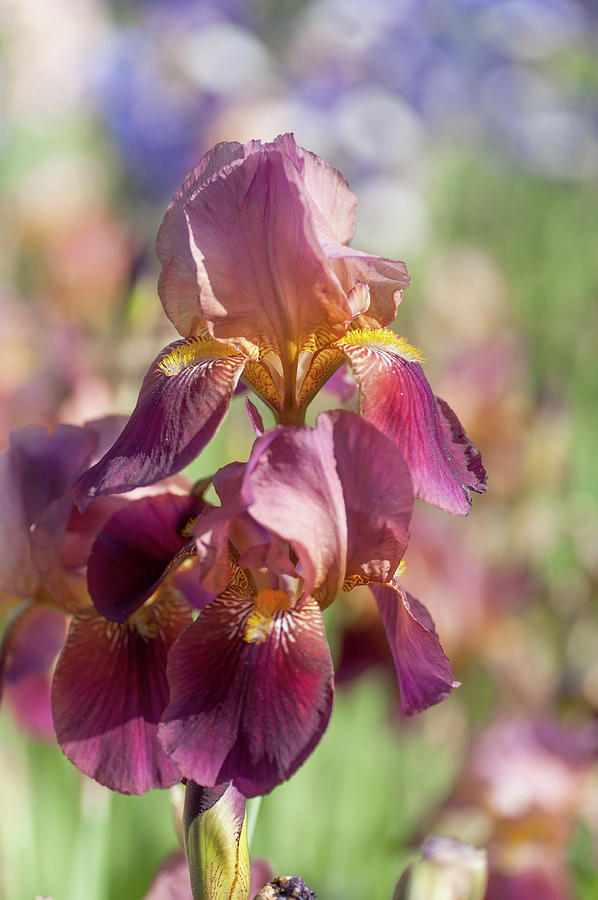 Iris Photograph - Dauntless. The Beauty Of Irises by Jenny Rainbow