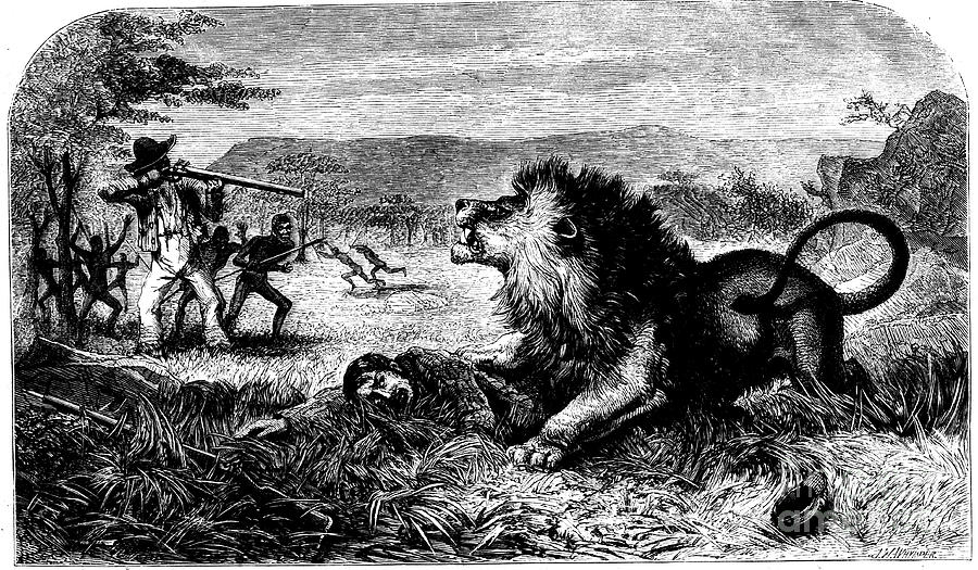 David Livingstone, Saved From A Lion Drawing by Print Collector