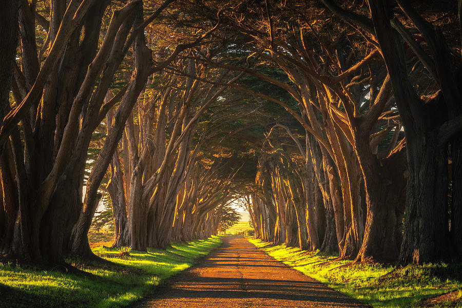 Dawn At The Cypress Tree Tunnel Photograph