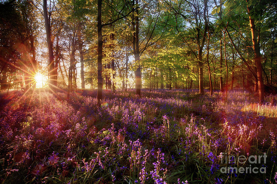 Dawn light shines through bluebell forest Photograph by Simon Bratt