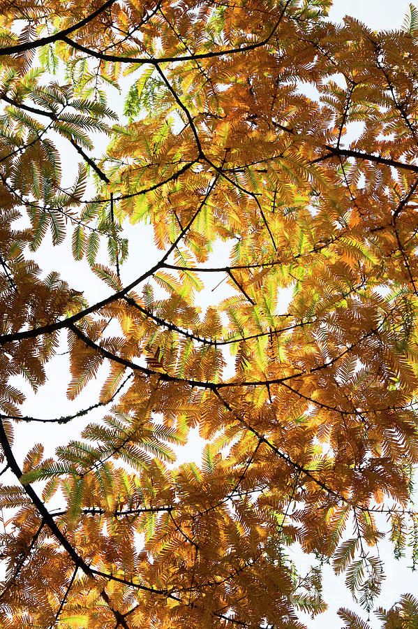 Tree Photograph - Dawn Redwood Foliage in Autumn by Tim Gainey