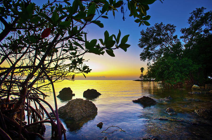 Dawn through the mangroves  Photograph by Edgar Estrada