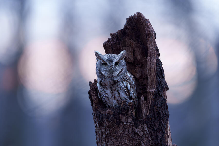 Owl Photograph - Dawn\s Awakening by Johnny Chen